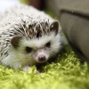 ハリネズミの針で布が縫えるのかやってみた！