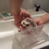 ハリネズミ　お風呂とお散歩。